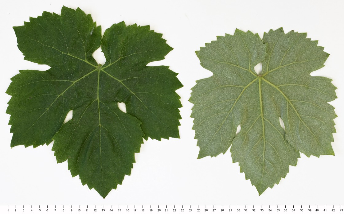 PASCAL BLANC - Mature leaf