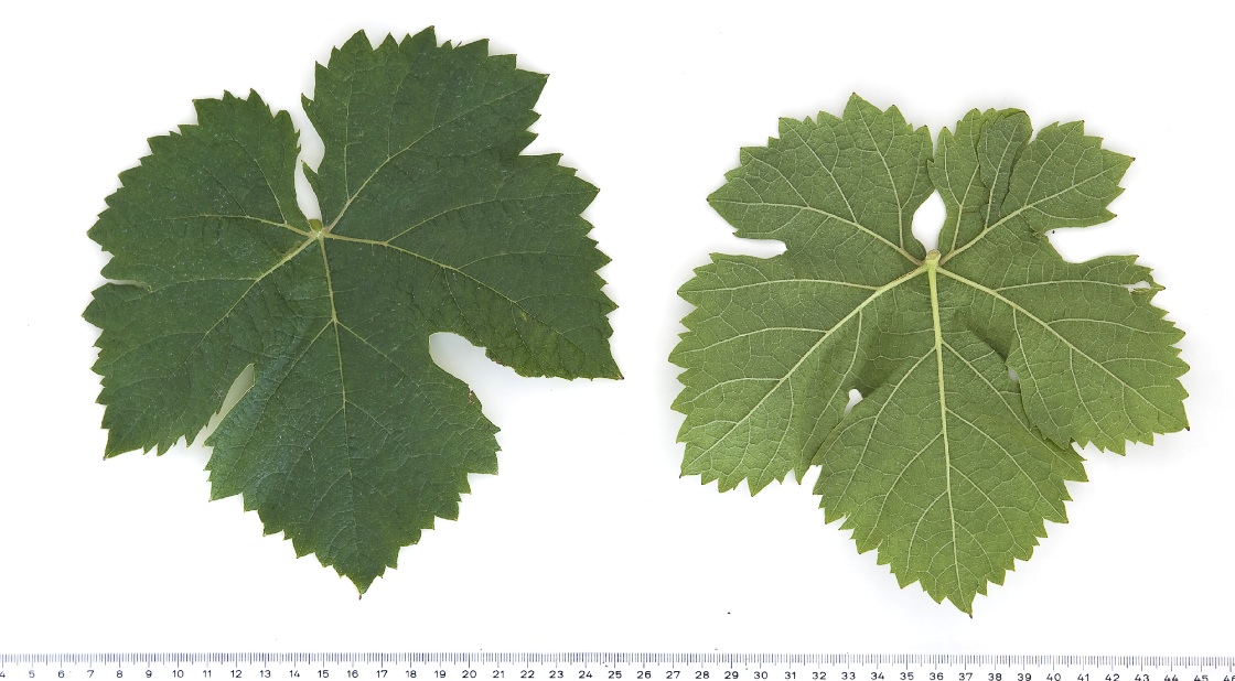Pecsi Szagos - Mature leaf
