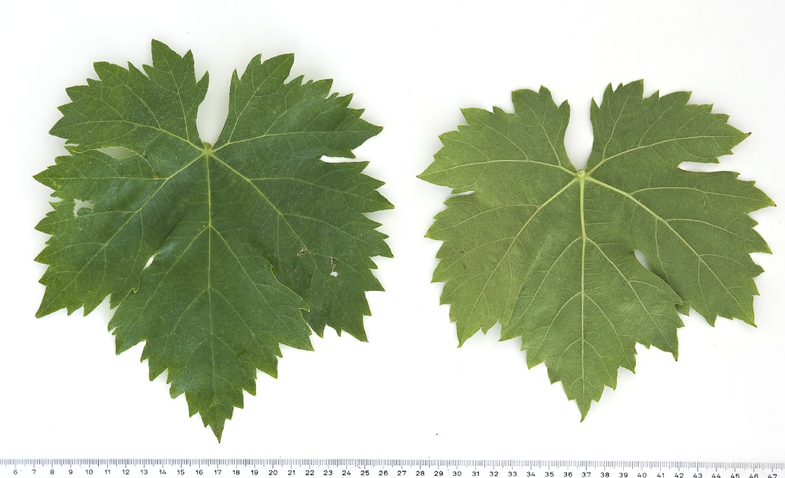 Pedro Ximenez - Mature leaf