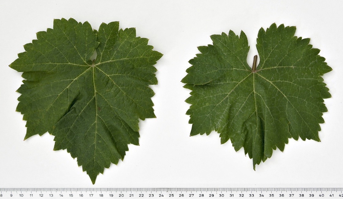 Csaba Gyoengye - Mature leaf