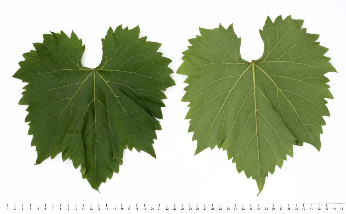 Phoenix - Mature leaf