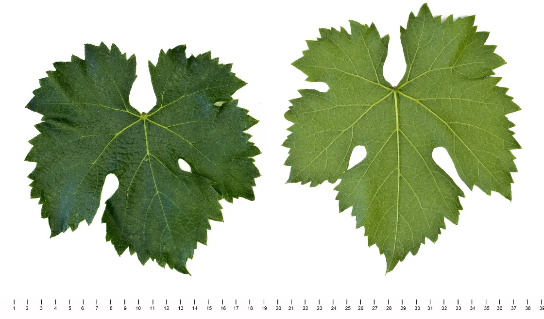 Pignoletto - Mature leaf