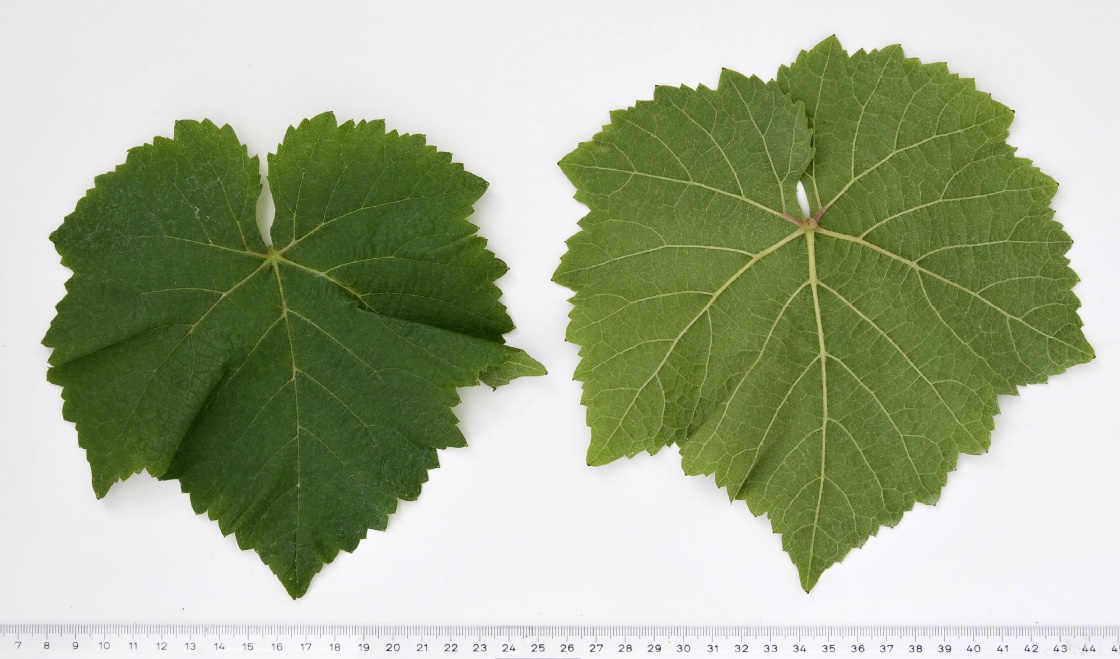 Pinot Blanc Mature leaf