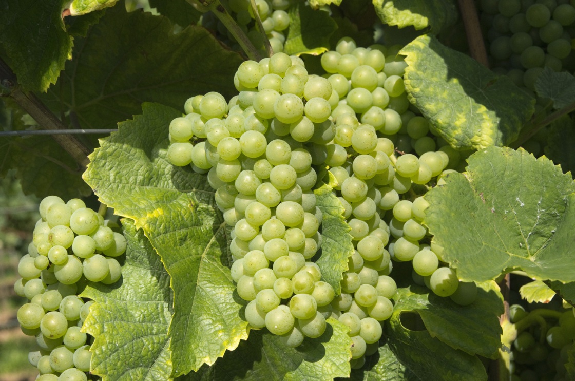 Pinot Blanc cluster in the field