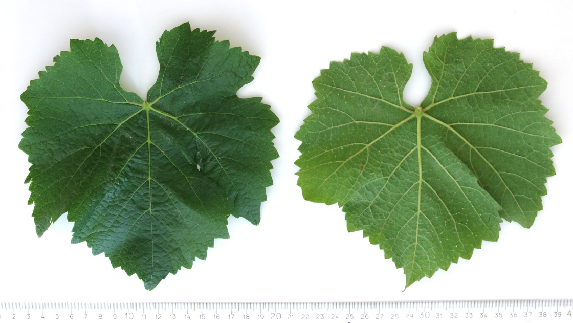 Pinot Gris Mature leaf