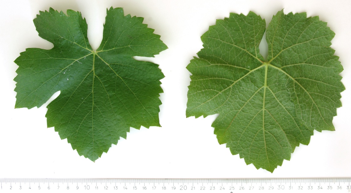 Pinot Noir Mature leaf