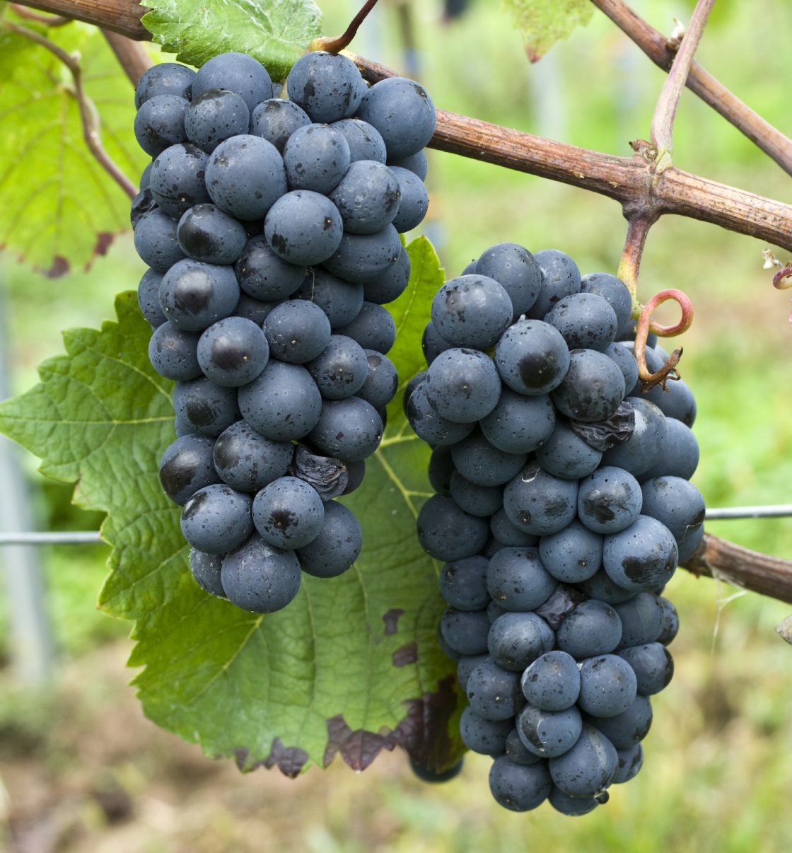 Pinot Precoce Noir - Cluster in the field