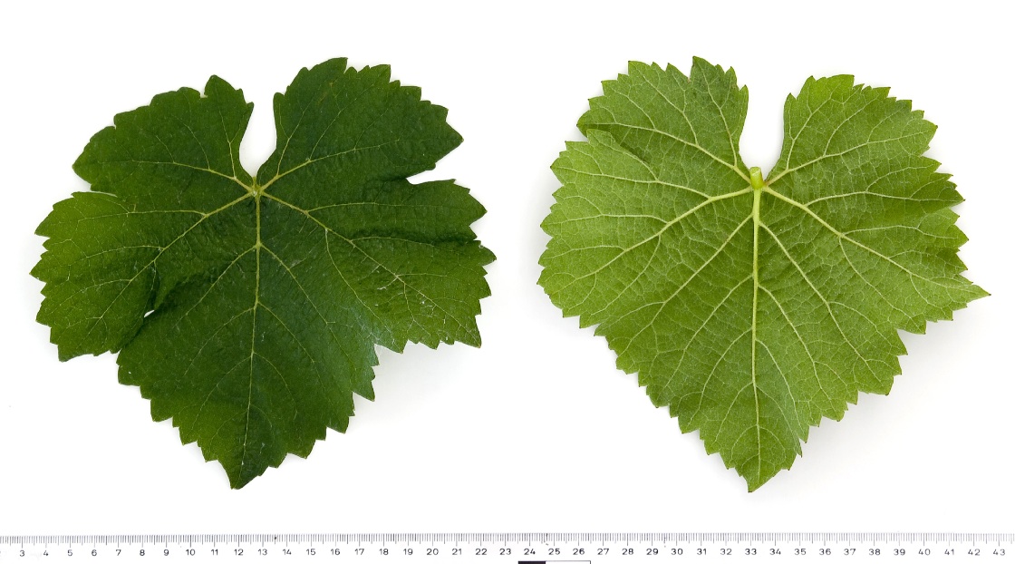 Pinot Precoce Noir - Mature leaf