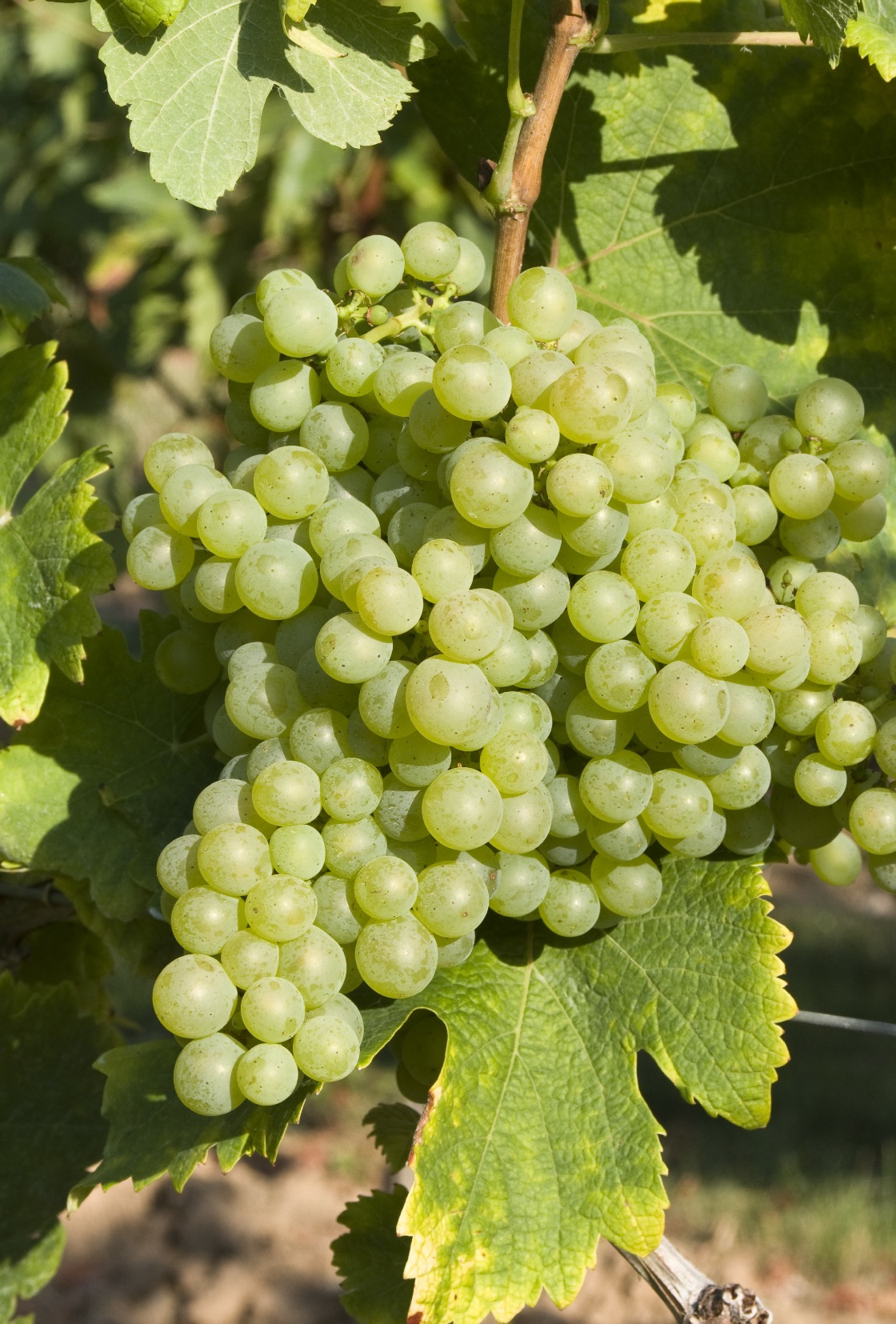 Piquepoul Blanc - Cluster in the field