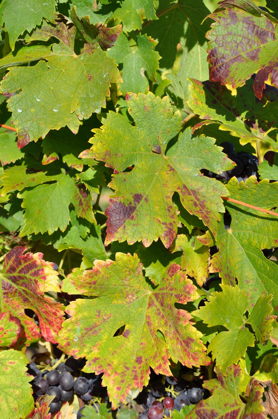 Piquepoul Noir - Mature leaf