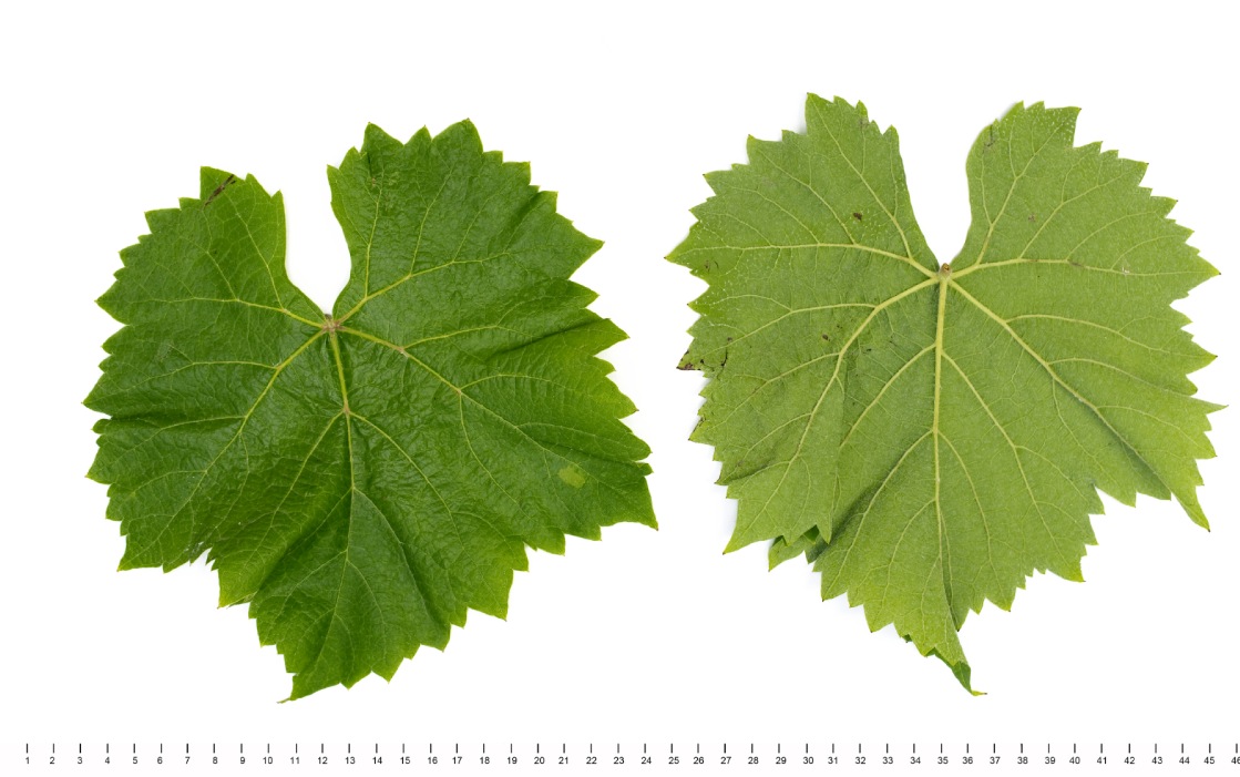 Plantet - Mature leaf