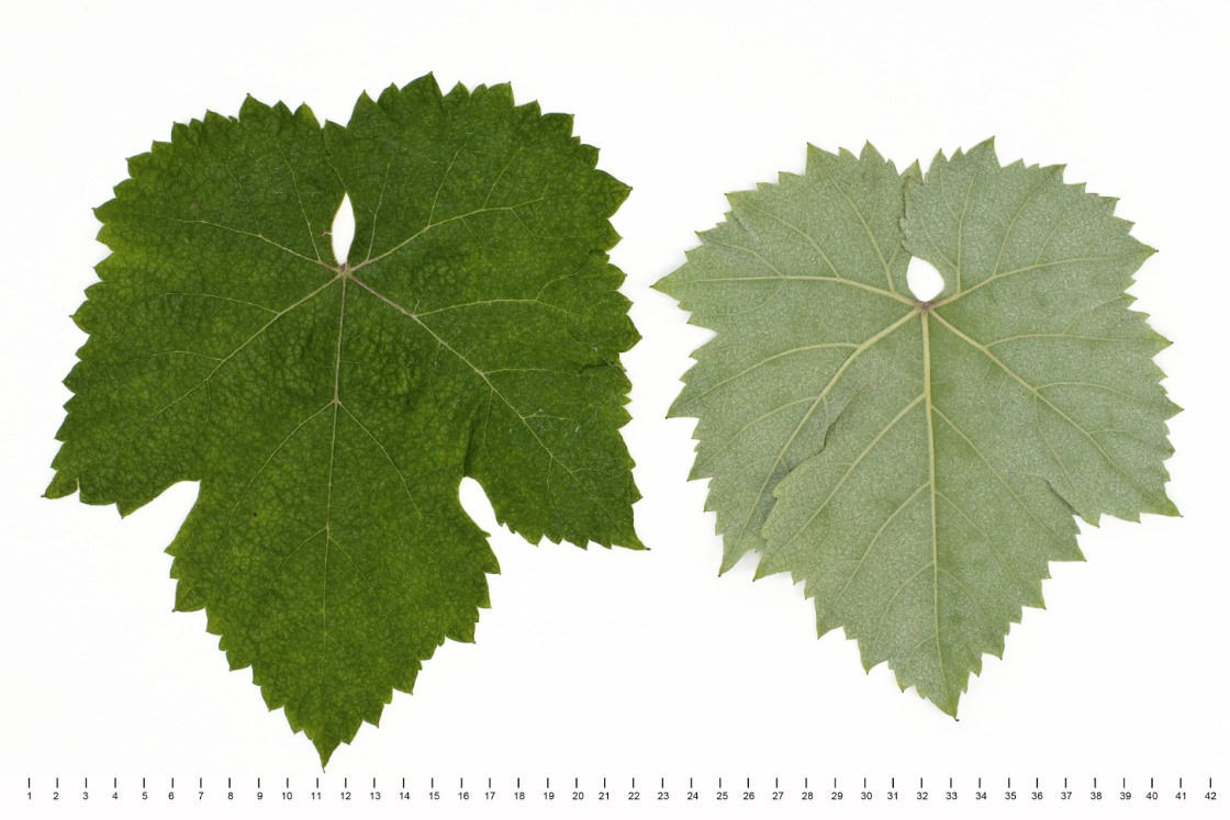 Plavaie - Mature leaf