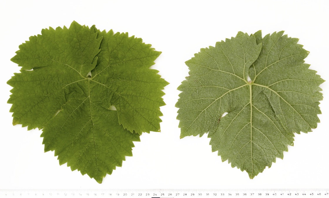 Pozsonyi - Mature leaf