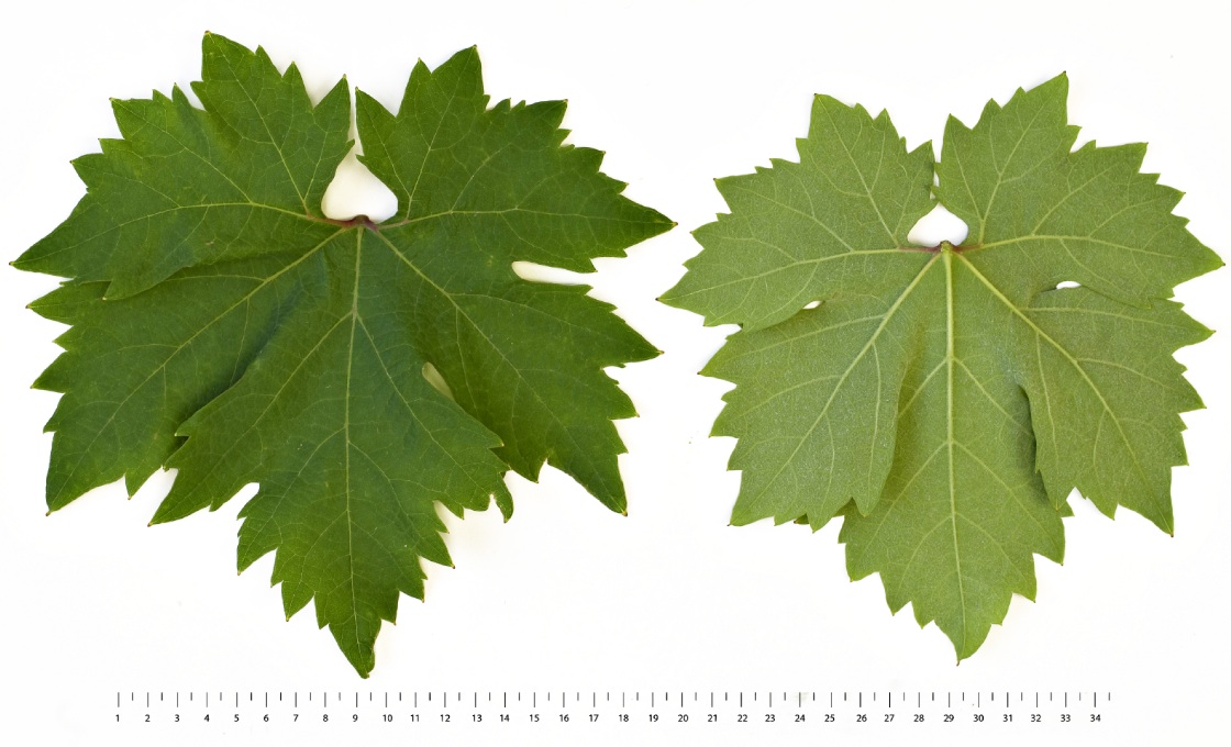 Primitivo - Mature leaf