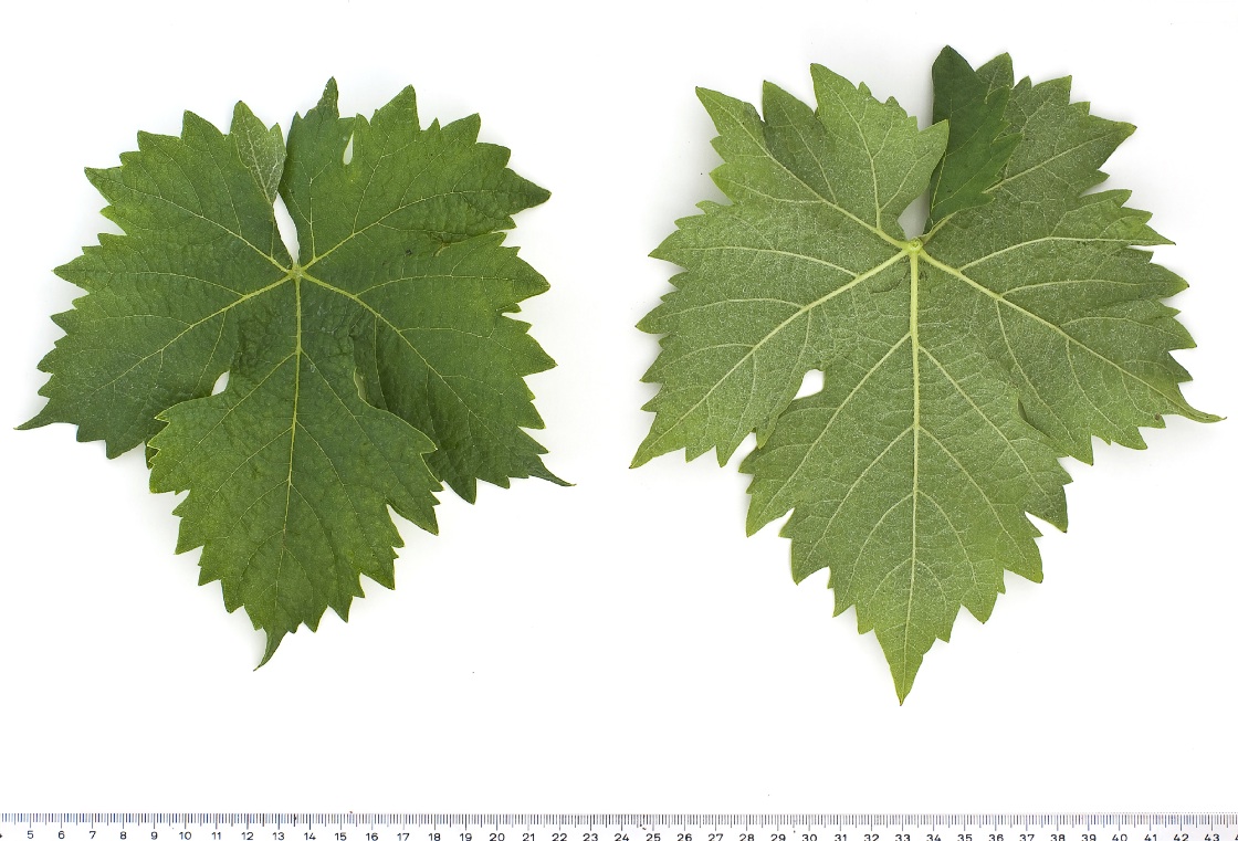 Barbaroux - Mature leaf