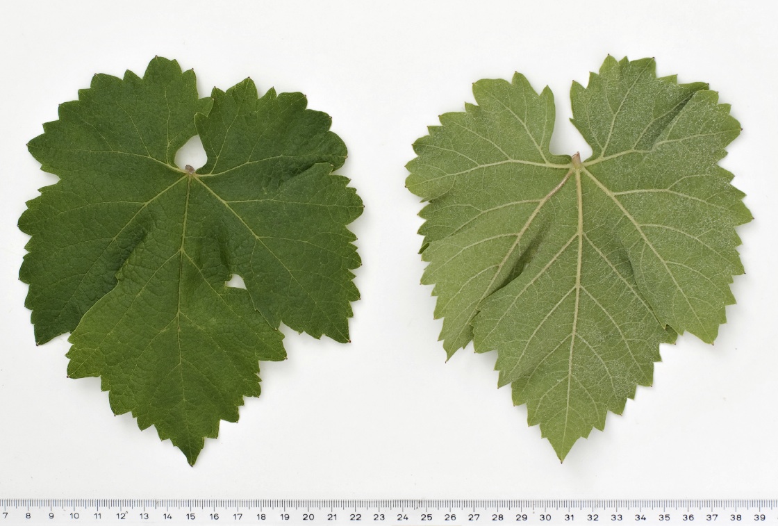 Glera - Mature leaf