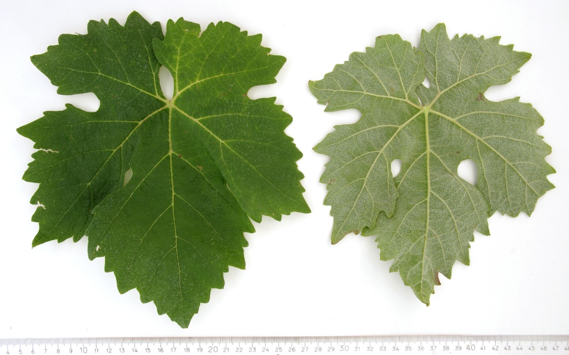 Barbera Nera - Mature leaf