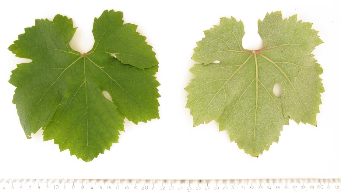 Barbera Bianca - Mature leaf