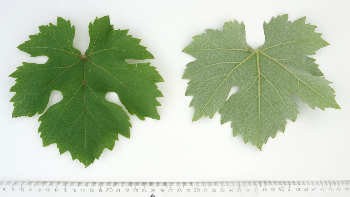 Ranfol Beli - Mature leaf